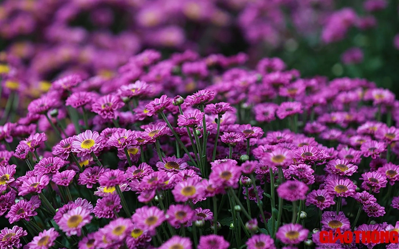 Làng hoa lớn nhất Đồng Nai tất bật vào vụ Tết, xe nườm nượp đưa hoa đi muôn nơi- Ảnh 11. Làng hoa lớn nhất Đồng Nai tất bật vào vụ Tết, xe nườm nượp đưa hoa đi muôn nơi- Ảnh 11.