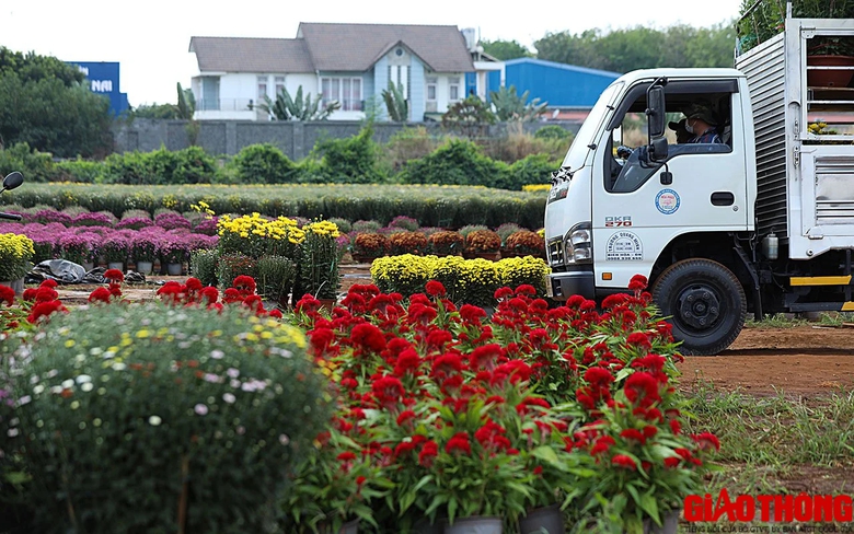 Làng hoa lớn nhất Đồng Nai tất bật vào vụ Tết, xe nườm nượp đưa hoa đi muôn nơi- Ảnh 12. Làng hoa lớn nhất Đồng Nai tất bật vào vụ Tết, xe nườm nượp đưa hoa đi muôn nơi- Ảnh 12.