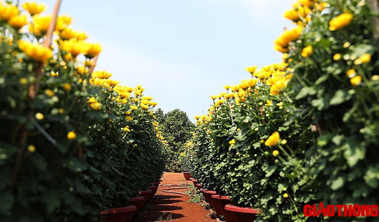 Làng hoa lớn nhất Đồng Nai tất bật vào vụ Tết, xe nườm nượp đưa hoa đi muôn nơi- Ảnh 13. Làng hoa lớn nhất Đồng Nai tất bật vào vụ Tết, xe nườm nượp đưa hoa đi muôn nơi- Ảnh 13.