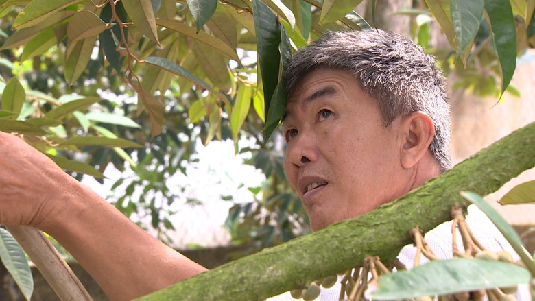 Tr&aacute;i sầu ri&ecirc;ng gi&uacute;p n&ocirc;ng d&acirc;n Cần Thơ l&ecirc;n đời như thế n&agrave;o?- Ảnh 2.