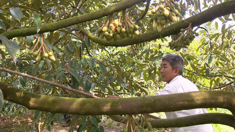 Tr&aacute;i sầu ri&ecirc;ng gi&uacute;p n&ocirc;ng d&acirc;n Cần Thơ l&ecirc;n đời như thế n&agrave;o?- Ảnh 4.