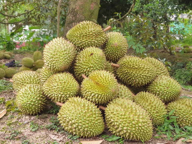 Tr&aacute;i sầu ri&ecirc;ng gi&uacute;p n&ocirc;ng d&acirc;n Cần Thơ l&ecirc;n đời như thế n&agrave;o?- Ảnh 1.