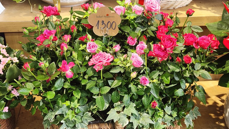 Hoa v&agrave; qu&agrave; lễ t&igrave;nh nh&acirc;n 14/2 chờ người mua- Ảnh 6.