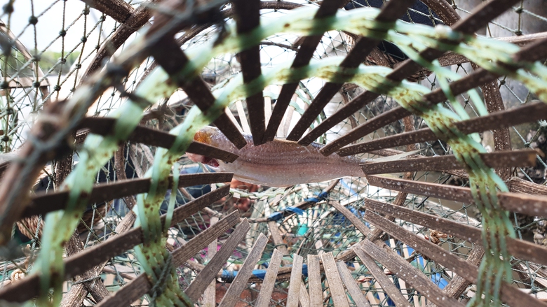 Săn cua đ&aacute; ven biển C&agrave; Mau- Ảnh 8.