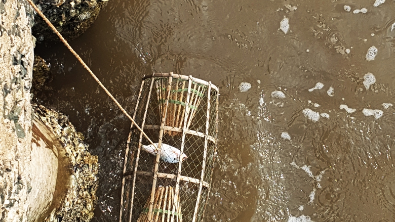 Săn cua đ&aacute; ven biển C&agrave; Mau- Ảnh 6.