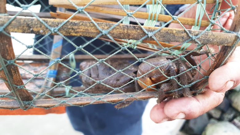 Săn cua đ&aacute; ven biển C&agrave; Mau- Ảnh 3.