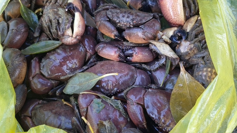 Săn cua đ&aacute; ven biển C&agrave; Mau- Ảnh 5.