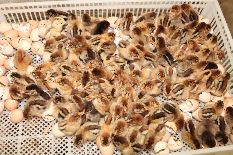 G&agrave; giống cho hộ ngh&egrave;o 