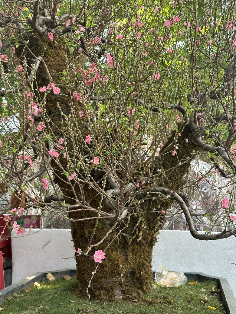 Sắp Tết, thị trường hoa ở TP.HCM vẫn k&eacute;m sắc- Ảnh 6.