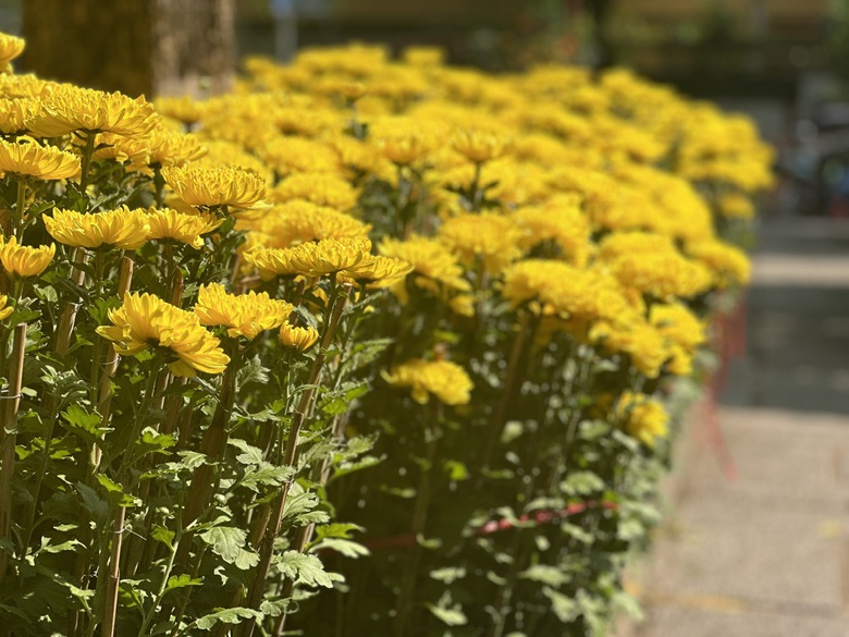 Sắp Tết, thị trường hoa ở TP.HCM vẫn k&eacute;m sắc- Ảnh 3.