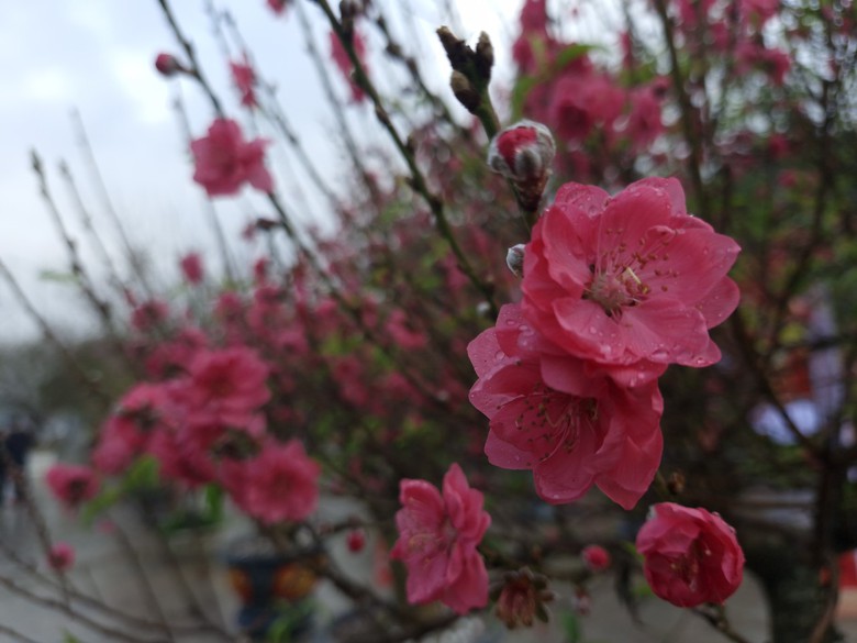 Rực rỡ Lễ hội hoa đ&agrave;o xứ Lạng- Ảnh 10.