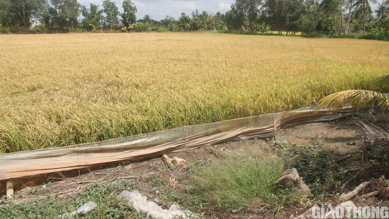 Đường sụt lún ô tô không thể qua, nông dân Cà Mau thuê xe máy chở lúa ra điểm tập kết- Ảnh 1. Đường sụt lún ô tô không thể qua, nông dân Cà Mau thuê xe máy chở lúa ra điểm tập kết- Ảnh 1.