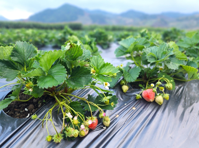 Nam sinh trồng d&acirc;u t&acirc;y kiếm nửa tỷ mỗi năm- Ảnh 2.