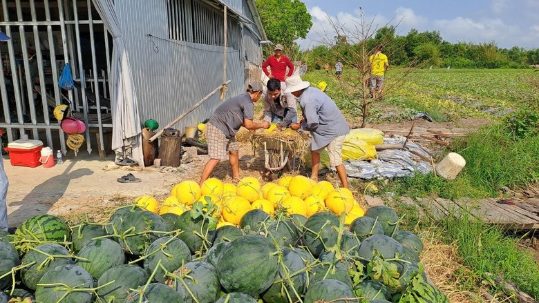Nông dân miền Tây phấn khởi thu hoạch dưa hấu đón Tết- Ảnh 8. Nông dân miền Tây phấn khởi thu hoạch dưa hấu đón Tết- Ảnh 8.