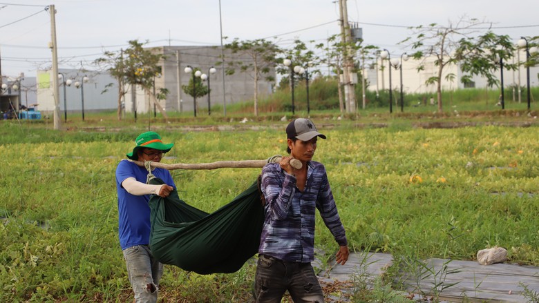 Nông dân miền Tây phấn khởi thu hoạch dưa hấu đón Tết- Ảnh 2. Nông dân miền Tây phấn khởi thu hoạch dưa hấu đón Tết- Ảnh 2.