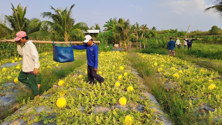Nông dân miền Tây phấn khởi thu hoạch dưa hấu đón Tết- Ảnh 1. Nông dân miền Tây phấn khởi thu hoạch dưa hấu đón Tết- Ảnh 1.
