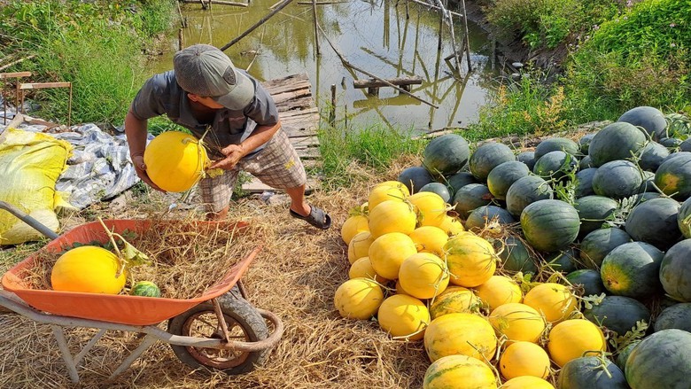 Nông dân miền Tây phấn khởi thu hoạch dưa hấu đón Tết- Ảnh 4. Nông dân miền Tây phấn khởi thu hoạch dưa hấu đón Tết- Ảnh 4.