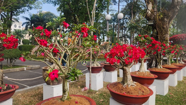 Hội hoa xu&acirc;n TP.HCM khoe sắc thu h&uacute;t người d&acirc;n 