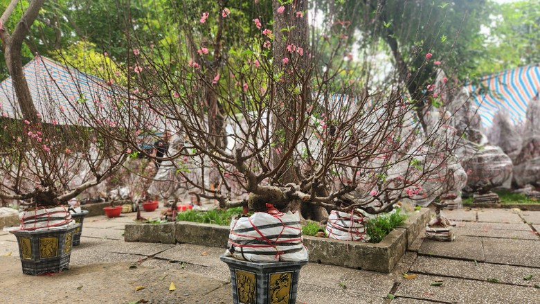 Người d&acirc;n TP.HCM tranh thủ mua hoa giảm gi&aacute; chiều 29 Tết- Ảnh 7.