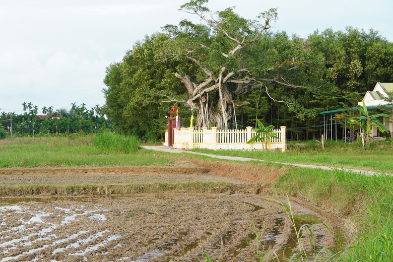 Chuyện rồng tr&ecirc;n miền đất n&uacute;i Ấn s&ocirc;ng Tr&agrave;- Ảnh 3.