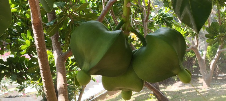 Sắc xanh nơi &ldquo;những người nằm lại ph&iacute;a ch&acirc;n trời&rdquo;- Ảnh 10.