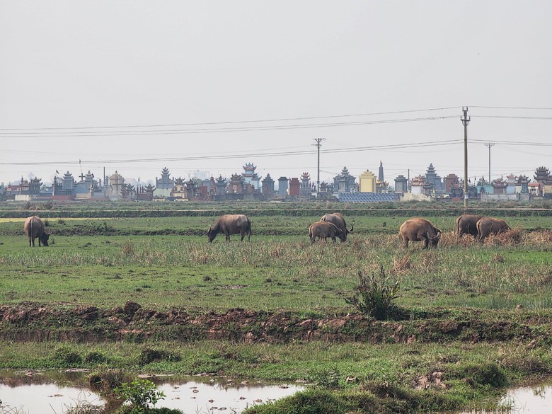 Vì sao hơn 200 hộ dân ở Thái Bình phải bỏ ruộng hoang?- Ảnh 1. Vì sao hơn 200 hộ dân ở Thái Bình phải bỏ ruộng hoang?- Ảnh 1.