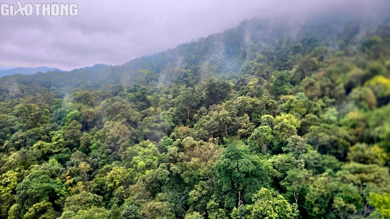 V&igrave; sao Việt Nam chỉ b&aacute;n 5 USD cho mỗi t&iacute;n chỉ carbon rừng?- Ảnh 1.