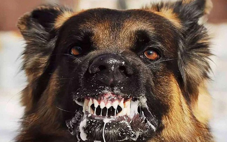 Gia tăng đột biến ca tử vong v&igrave; bệnh dại