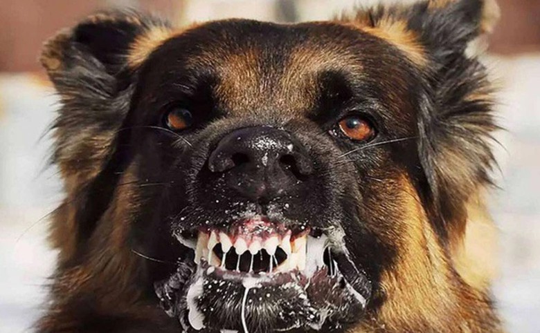 Gia tăng đột biến ca tử vong v&igrave; bệnh dại- Ảnh 1.