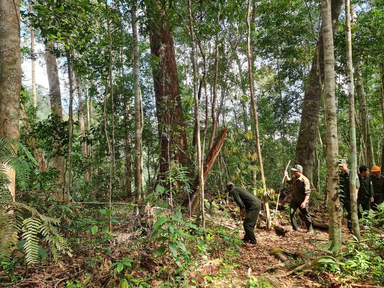 V&igrave; sao Việt Nam chỉ b&aacute;n 5 USD cho mỗi t&iacute;n chỉ carbon rừng?- Ảnh 2.