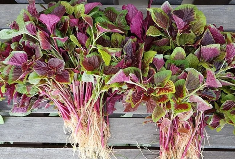 Loại rau mệnh danh 