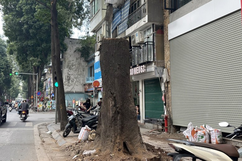 Chuyển c&ocirc;ng an điều tra vụ c&acirc;y sao đen chết kh&ocirc; tr&ecirc;n phố ở H&agrave; Nội- Ảnh 1.