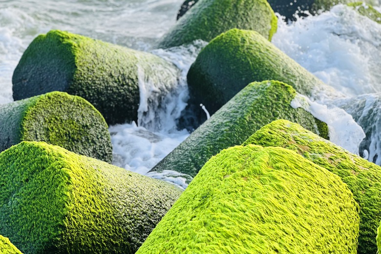 Khung cảnh cực chill ở bờ k&egrave; l&agrave;ng biển phủ k&iacute;n r&ecirc;u xanh- Ảnh 6.