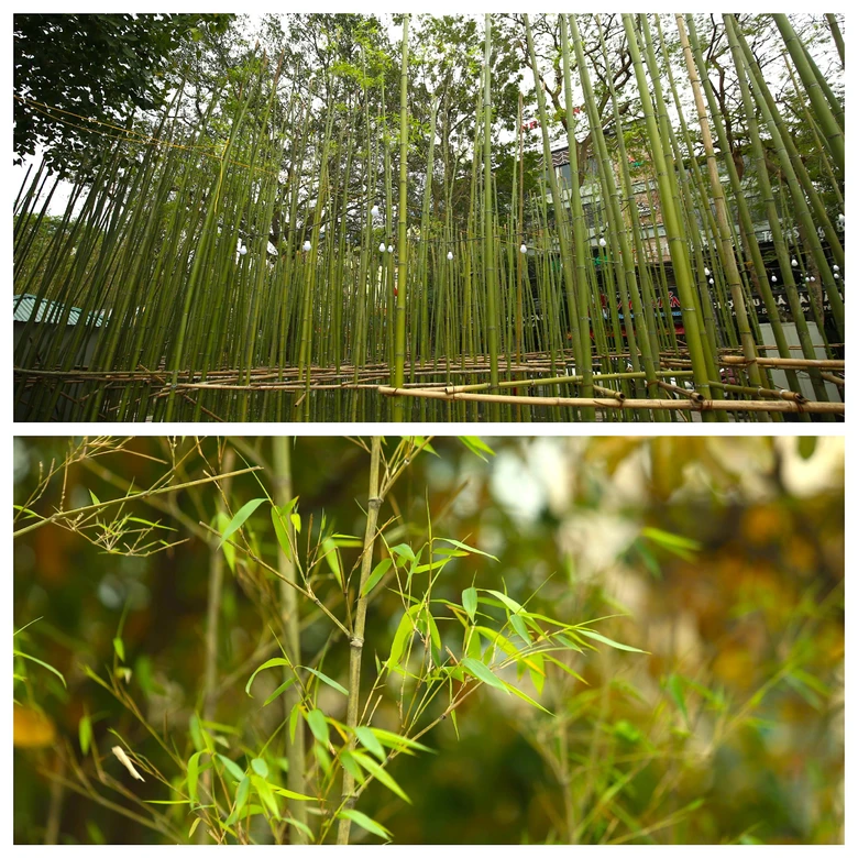 Người H&agrave; Nội th&iacute;ch th&uacute; với rừng tr&uacute;c thu nhỏ giữa Thủ đ&ocirc;- Ảnh 4.