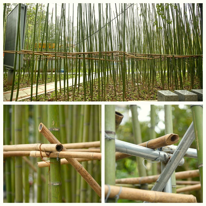 Người H&agrave; Nội th&iacute;ch th&uacute; với rừng tr&uacute;c thu nhỏ giữa Thủ đ&ocirc;- Ảnh 5.