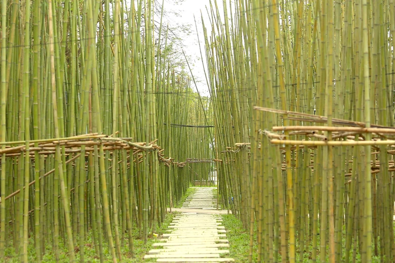 Người H&agrave; Nội th&iacute;ch th&uacute; với rừng tr&uacute;c thu nhỏ giữa Thủ đ&ocirc;- Ảnh 1.