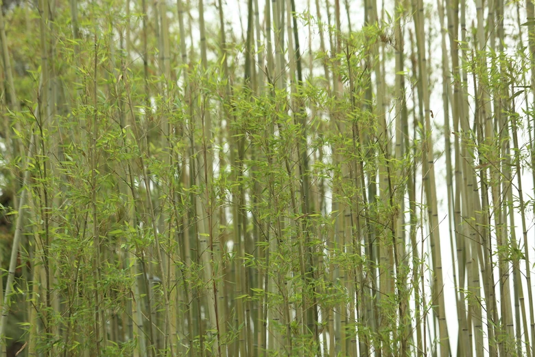 Người H&agrave; Nội th&iacute;ch th&uacute; với rừng tr&uacute;c thu nhỏ giữa Thủ đ&ocirc;- Ảnh 9.