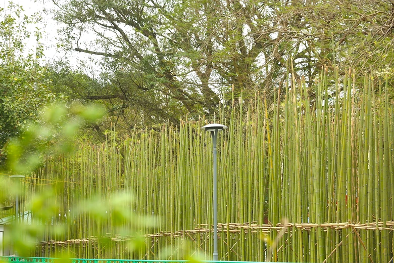 Người H&agrave; Nội th&iacute;ch th&uacute; với rừng tr&uacute;c thu nhỏ giữa Thủ đ&ocirc;- Ảnh 10.