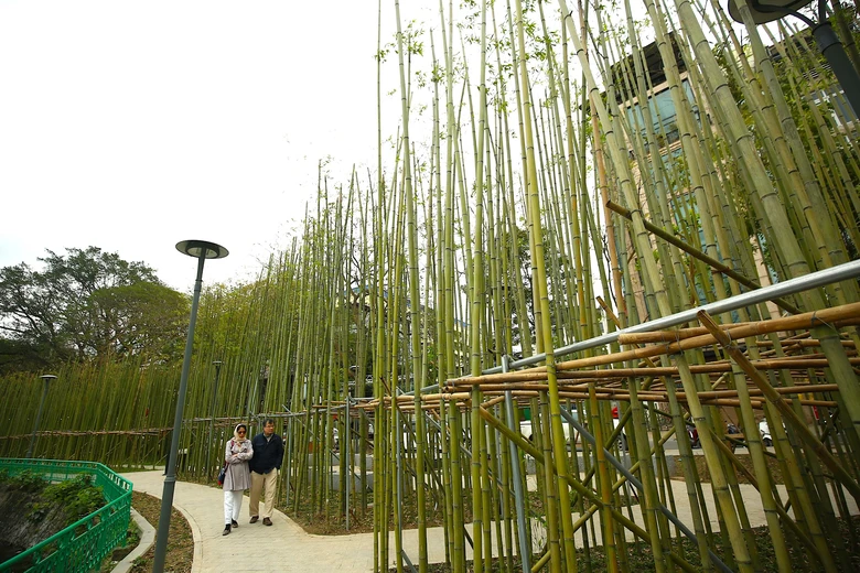 Người H&agrave; Nội th&iacute;ch th&uacute; với rừng tr&uacute;c thu nhỏ giữa Thủ đ&ocirc;- Ảnh 12.