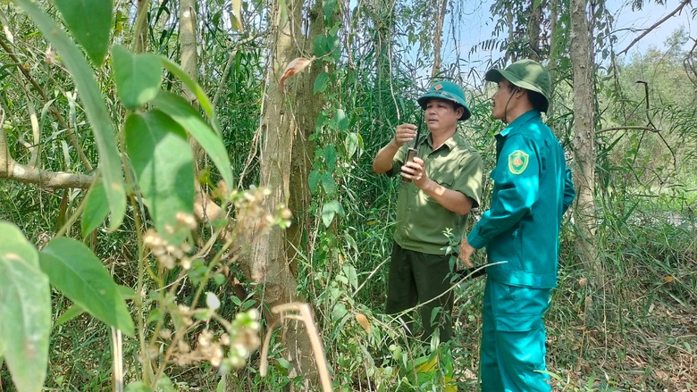 "Mắt thần" bắt quả tang kẻ trộm mật ong trong rừng U Minh Hạ- Ảnh 1.