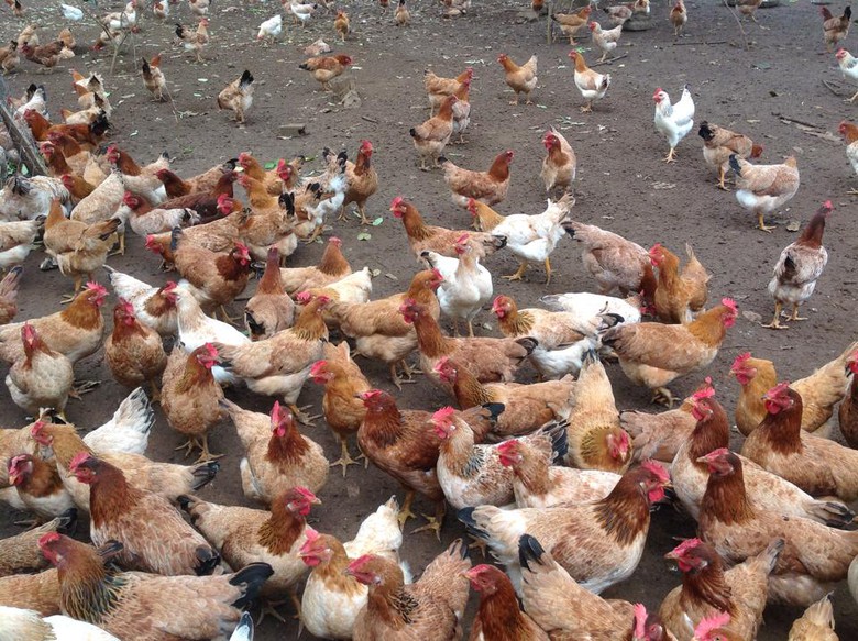 Kỷ luật chủ tịch x&atilde; để g&agrave; cấp cho người ngh&egrave;o 