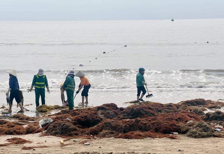 Hy hữu h&agrave;ng trăm tấn rong biển tr&agrave;n ngập b&atilde;i tắm tại Đồ Sơn
- Ảnh 1.