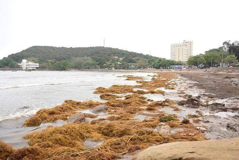 Hy hữu h&agrave;ng trăm tấn rong biển tr&agrave;n ngập b&atilde;i tắm tại Đồ Sơn
- Ảnh 3.
