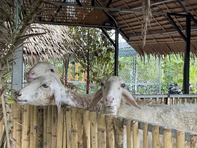 Lễ n&agrave;y t&igrave;m chốn b&igrave;nh y&ecirc;n ở vườn tre đẹp nhất miền T&acirc;y- Ảnh 6.