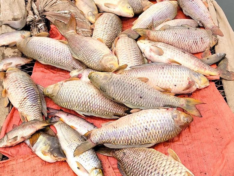 Hải Dương: H&agrave;ng chục tấn c&aacute; chết bất thường, nổi trắng ven s&ocirc;ng- Ảnh 3.