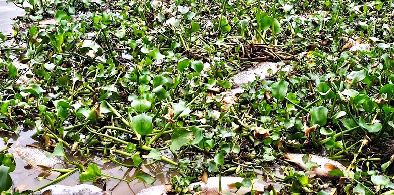 Hải Dương: H&agrave;ng chục tấn c&aacute; chết bất thường, nổi trắng ven s&ocirc;ng- Ảnh 4.