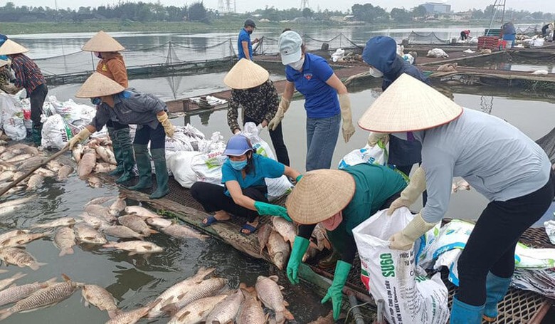 X&aacute;c định nguy&ecirc;n nh&acirc;n h&agrave;ng trăm tấn c&aacute; lồng chết ở Hải Dương- Ảnh 1.