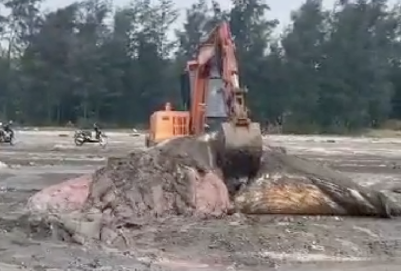 Một phần x&aacute;c c&aacute; voi khủng dạt v&agrave;o bờ biển tỉnh Nghệ An- Ảnh 1.