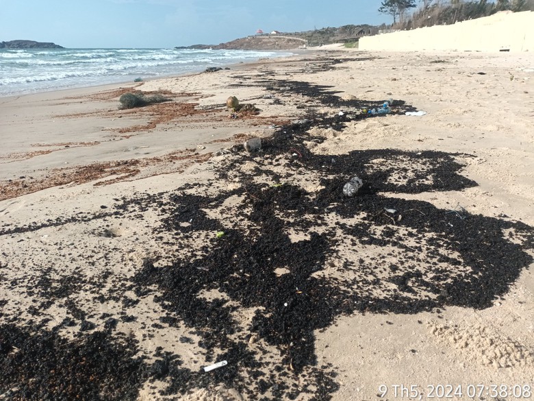 Khẩn trương thu gom dầu v&oacute;n cục dạt v&agrave;o bờ biển Mũi N&eacute;- Ảnh 1.