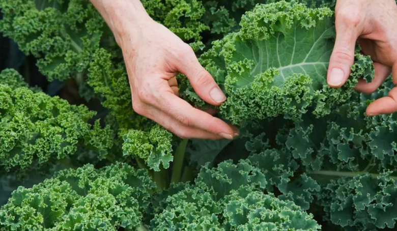 Loại rau lượng canxi cao hơn sữa, vitamin C hơn cải b&oacute; x&ocirc;i, nấu hay trộn salad đều ngon- Ảnh 1.